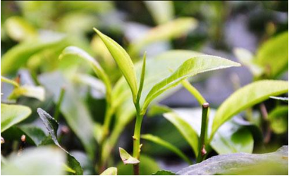 茶葉智能追溯平臺